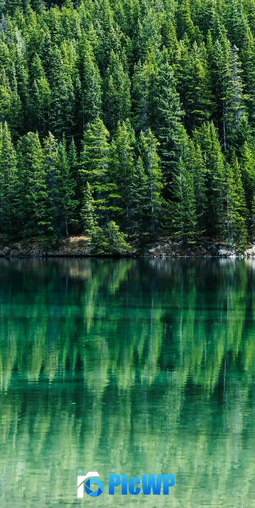 Green Trees Pine trees 3K Mobile Wallpaper