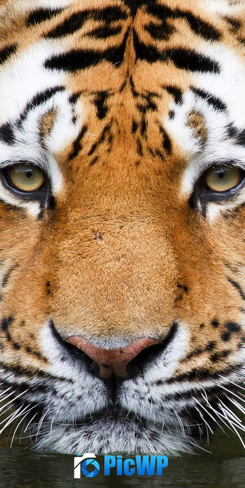 Tiger Zoo 3K Mobile Wallpaper