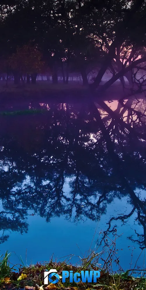 Laguna de Santa Rosa Trees 3K Mobile Wallpaper