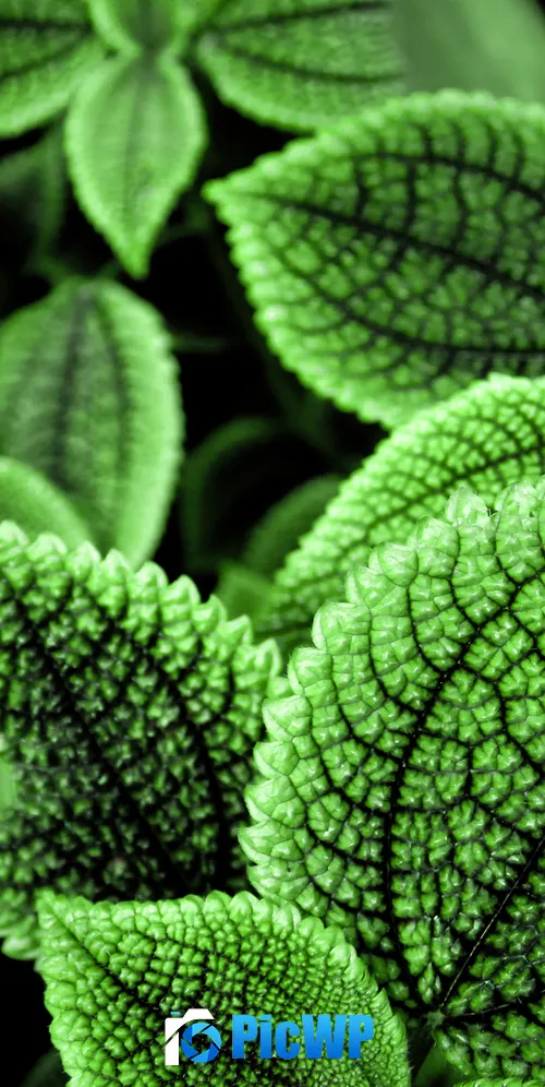 Green leaves Botanical garden 3K Mobile Wallpaper