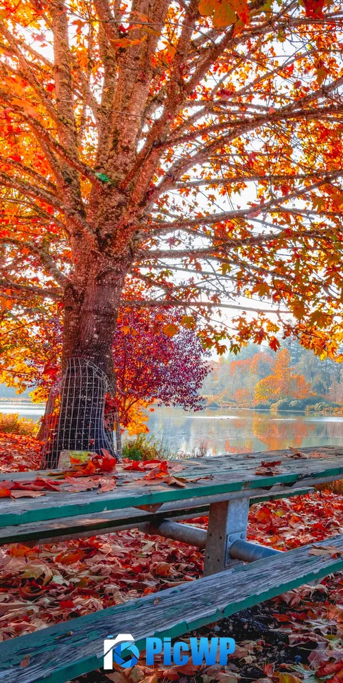 Autumn Maple tree 3K Mobile Wallpaper