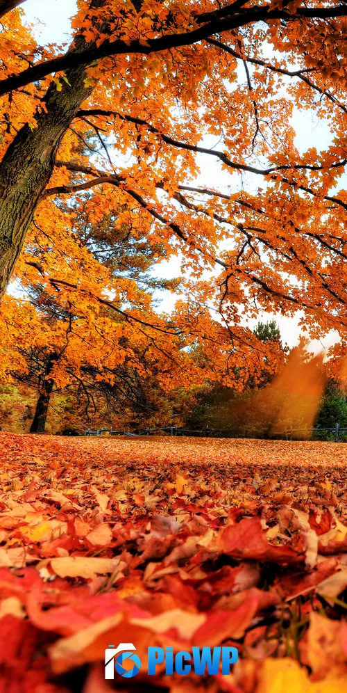 Maple tree Autumn leaves 3K Mobile Wallpaper