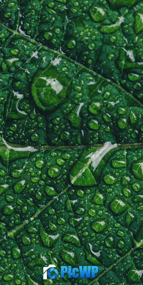 Green leaf Water drops 3K Mobile Wallpaper