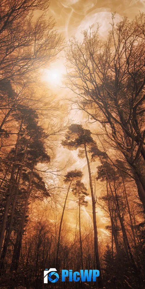 Woods Forest 3K Mobile Wallpaper