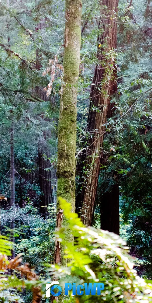 Muir Woods California 3K Mobile Wallpaper
