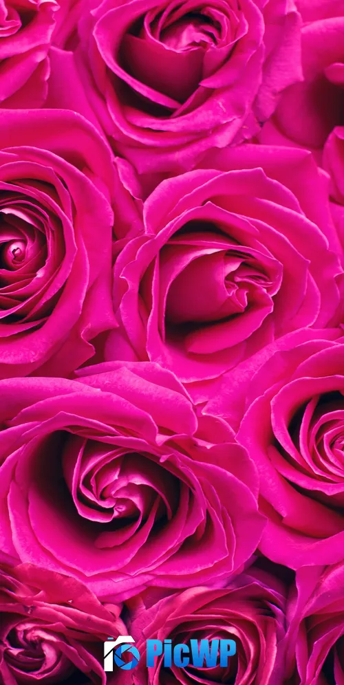 Pink Roses Floral Background 3K Mobile Wallpaper