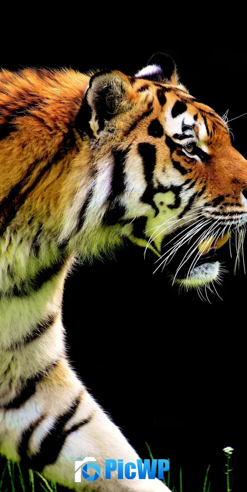 Tiger AMOLED 3K Mobile Wallpaper