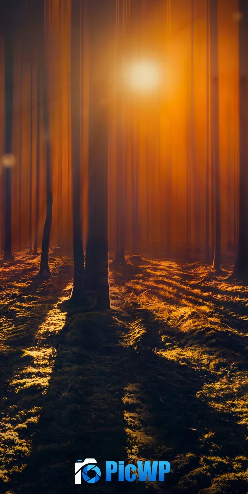 Sun rays Woods 3K Mobile Wallpaper