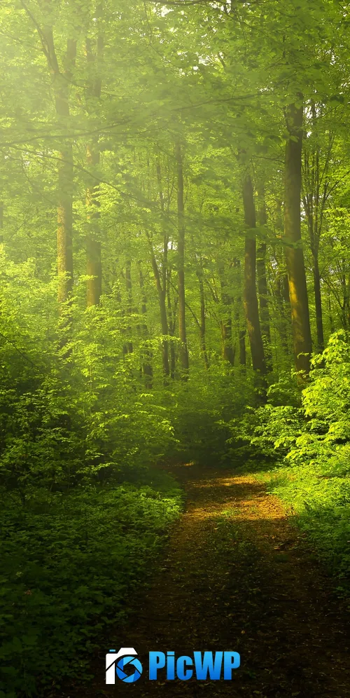 Green Forest Woods 3K Mobile Wallpaper