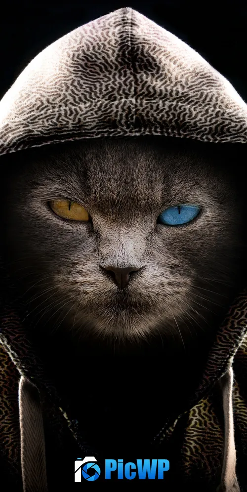 Scary Cat Hoodie 3K Mobile Wallpaper