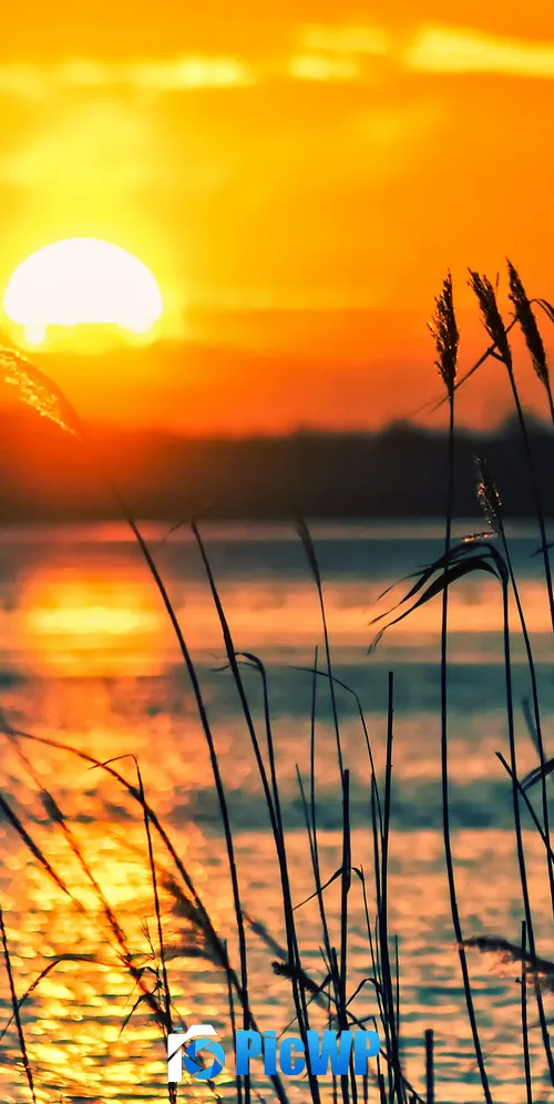 Sunsets over lakes with reeds 3K Mobile Wallpaper