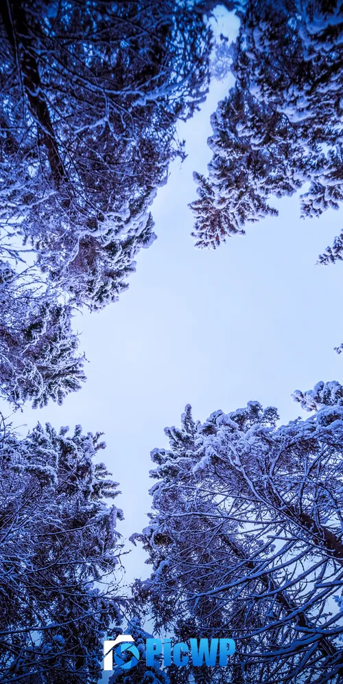 Snowy Trees Forest 3K Mobile Wallpaper