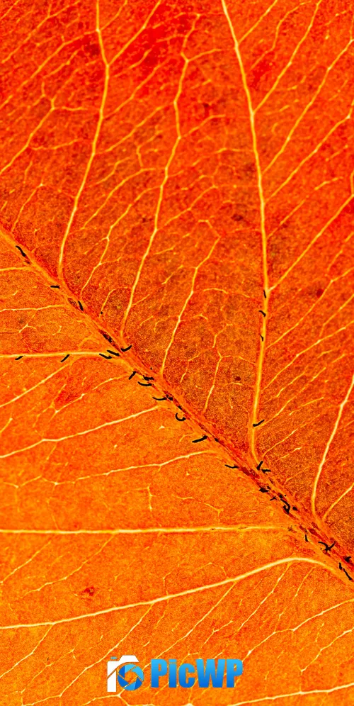 Orange Leaf Macro 3K Mobile Wallpaper