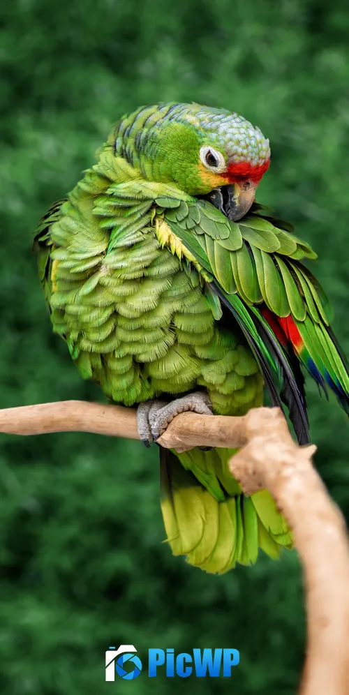 Parrot Green background 3K Mobile Wallpaper