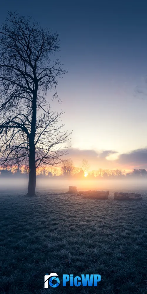 Sunrise Trees 3K Mobile Wallpaper