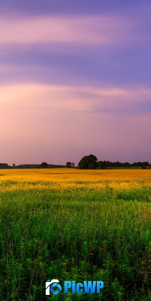 Farm Land Green Fields 3K Mobile Wallpaper