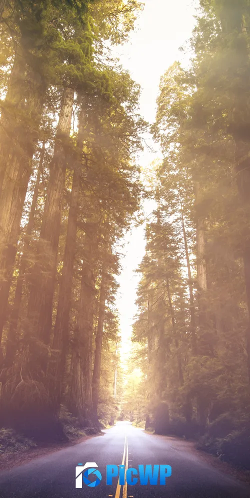 Redwoods National Park California 3K Mobile Wallpaper