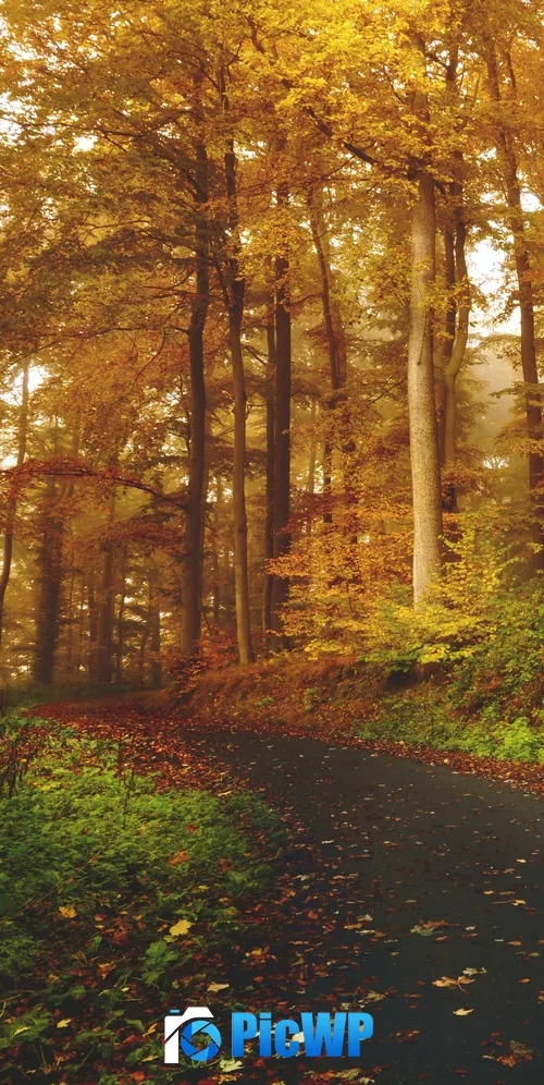 Autumn Path 3K Mobile Wallpaper