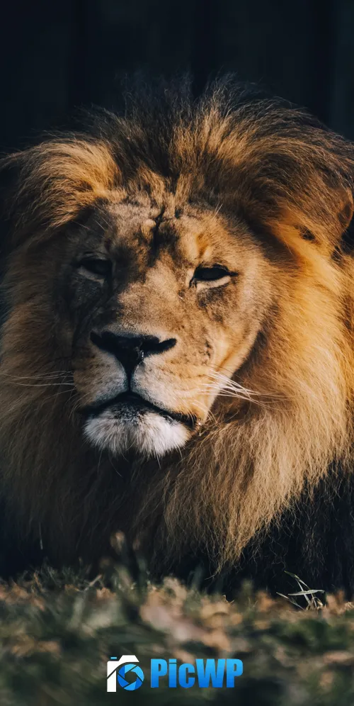 Lion Wildlife 3K Mobile Wallpaper