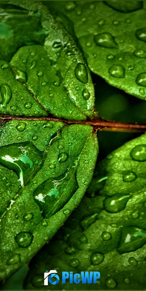Green leaves Wet 3K Mobile Wallpaper