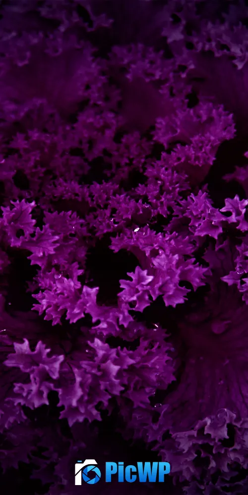 Purple Plant Dark background 3K Mobile Wallpaper