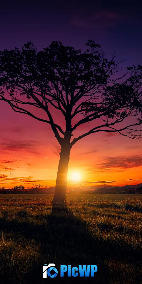 Sunset Orange sky 3K Mobile Wallpaper