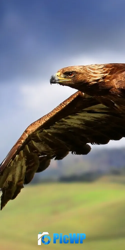 Raptor Birds of Prey 3K Mobile Wallpaper