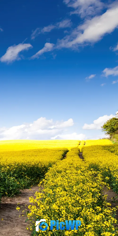 Rape fields Yellow flowers 3K Mobile Wallpaper