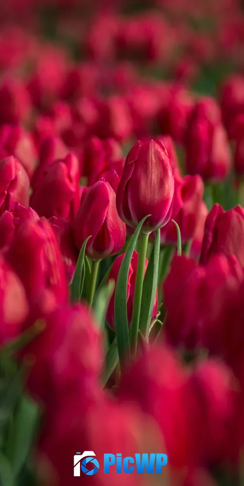 Red Tulips Tulips field 3K Mobile Wallpaper