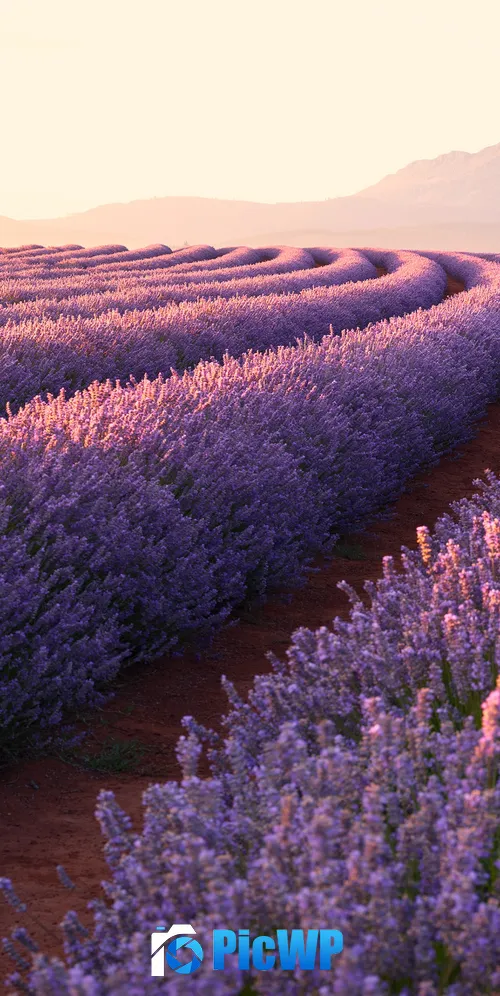 Lavender fields Lavender flowers 3K Mobile Wallpaper