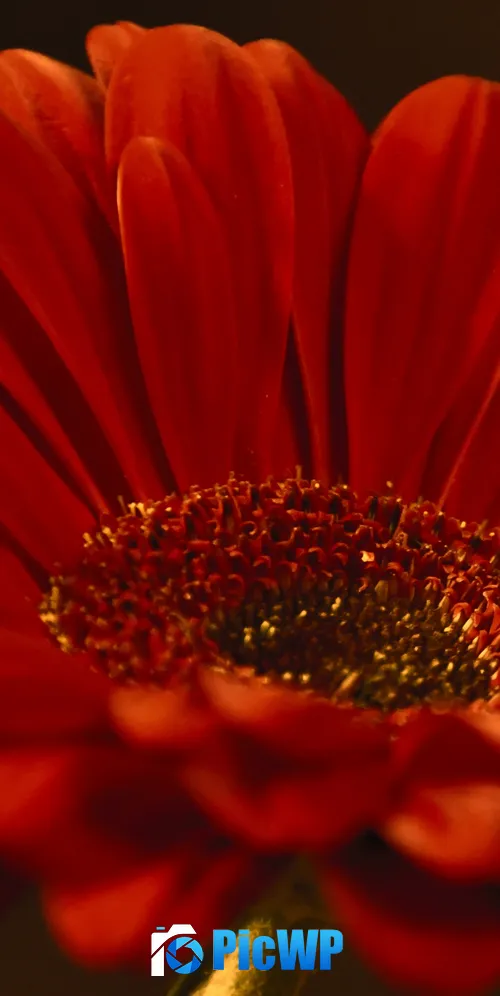 Gerbera Daisy Red flower 3K Mobile Wallpaper