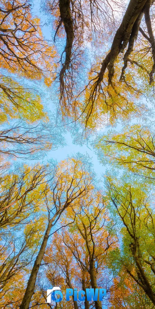 Tree Canopy Branches 3K Mobile Wallpaper