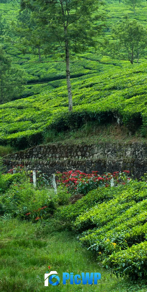 Tea Estate Hill Station 3K Mobile Wallpaper