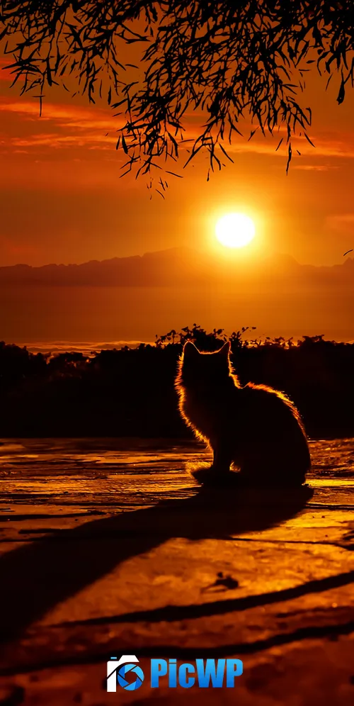 Cat Silhouette 3K Mobile Wallpaper
