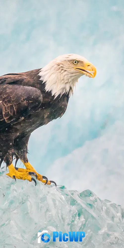 Eagle Iceberg 3K Mobile Wallpaper