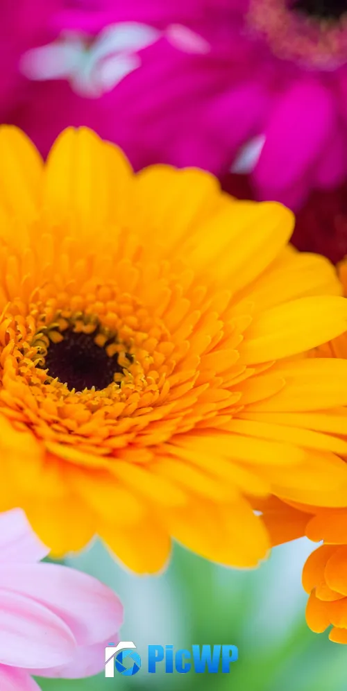 Gerbera Daisy Yellow flower 3K Mobile Wallpaper