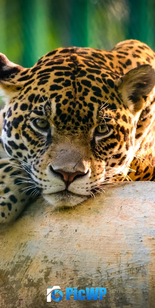 Jaguar Wild animal 3K Mobile Wallpaper
