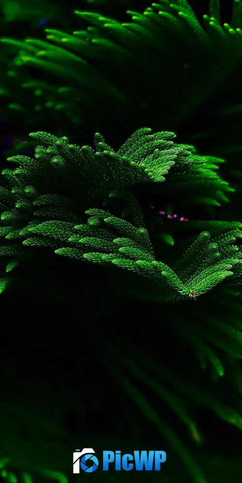 Green plant Closeup 3K Mobile Wallpaper