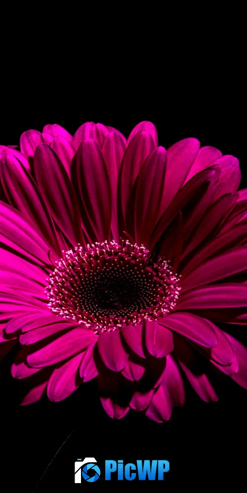 Gerbera Daisy Purple Flowers 3K Mobile Wallpaper