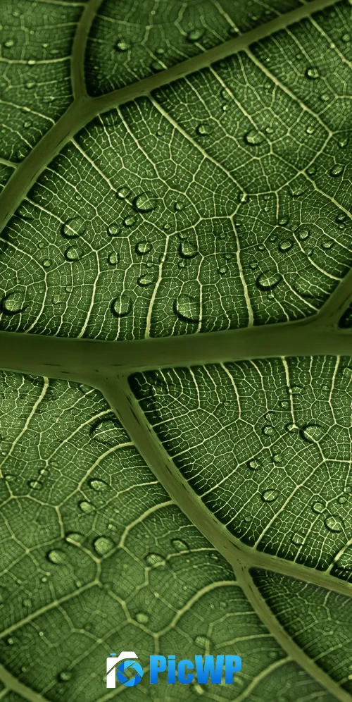 Green leaf Veins 3K Mobile Wallpaper