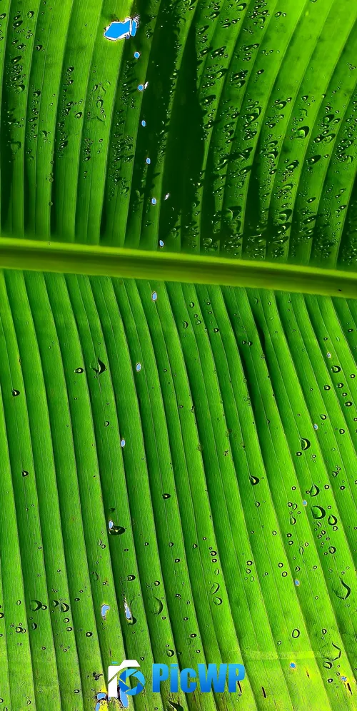 Banana Leaf Green background 3K Mobile Wallpaper