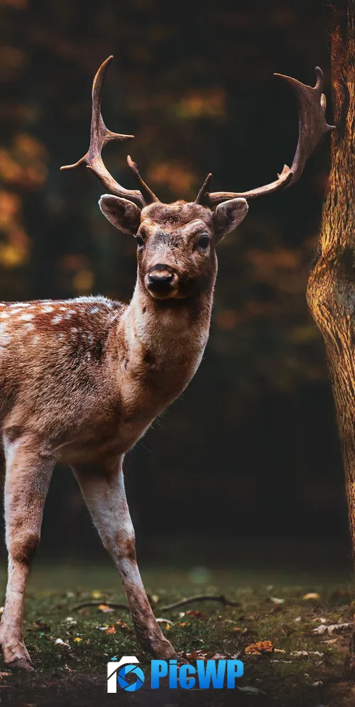 Fallow deer Squirrel 3K Mobile Wallpaper