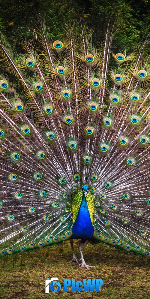Peacock Green Grass 3K Mobile Wallpaper