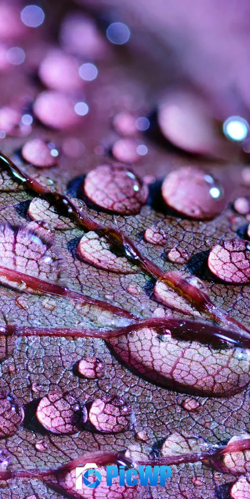 Purple leaf Dew Drops 3K Mobile Wallpaper