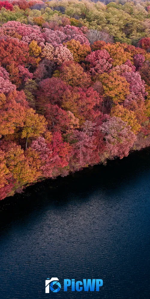 Colorful forest Trees 3K Mobile Wallpaper
