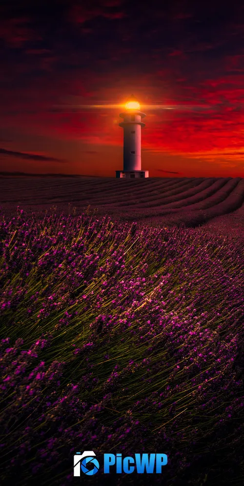 Sunset Lavender fields 3K Mobile Wallpaper