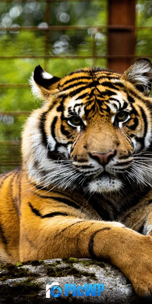Tiger Big cat 3K Mobile Wallpaper