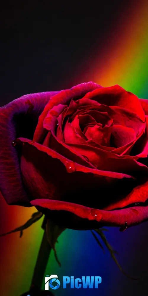 Red Rose Black background 3K Mobile Wallpaper