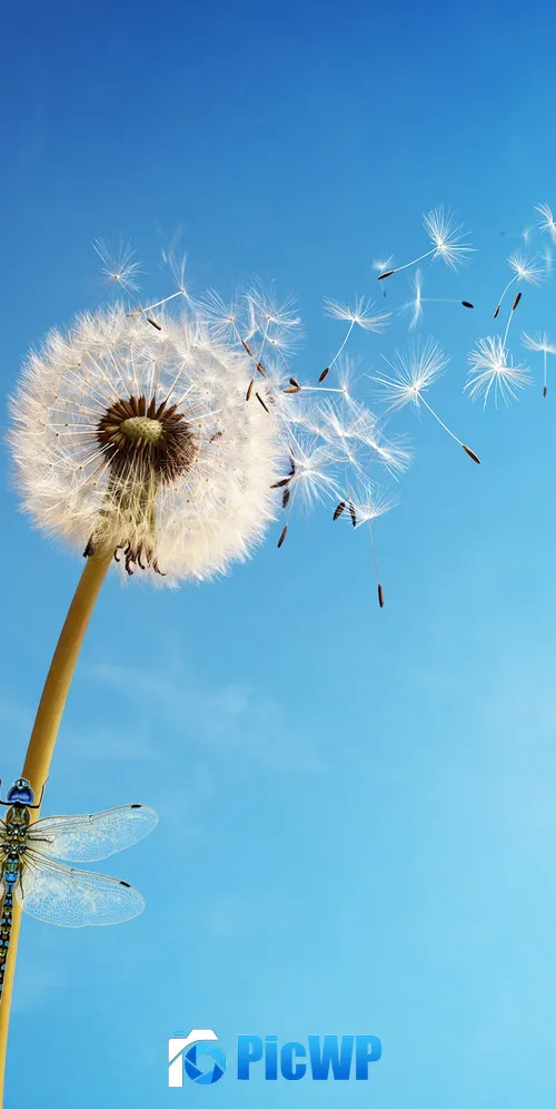 Dandelion flower White 3K Mobile Wallpaper