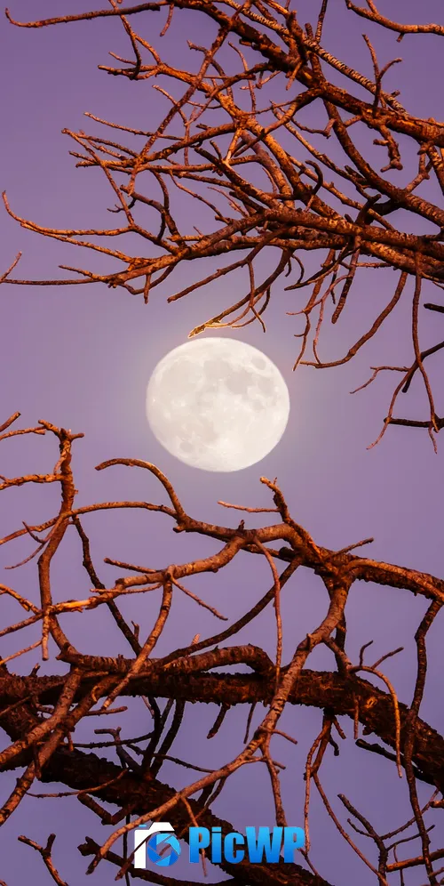 Twilight Moon Night 3K Mobile Wallpaper